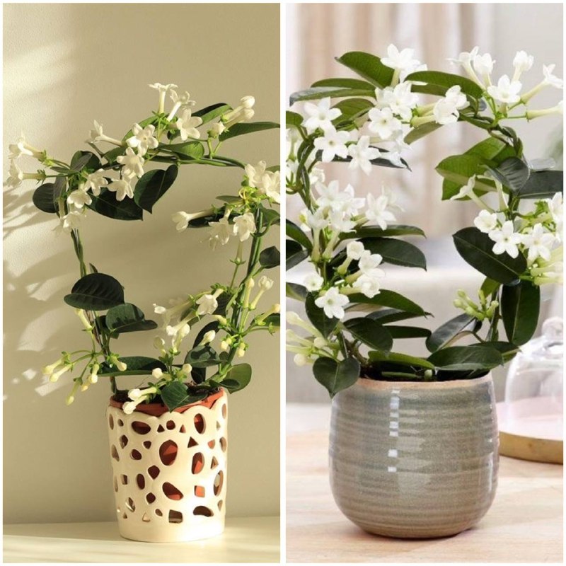 Стефанотис: как ухаживать за капризной лианой дома