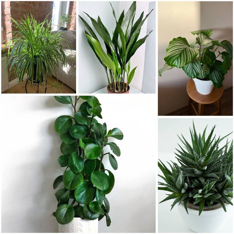 Безопасные растения: что можно держать дома с детьми и питомцами