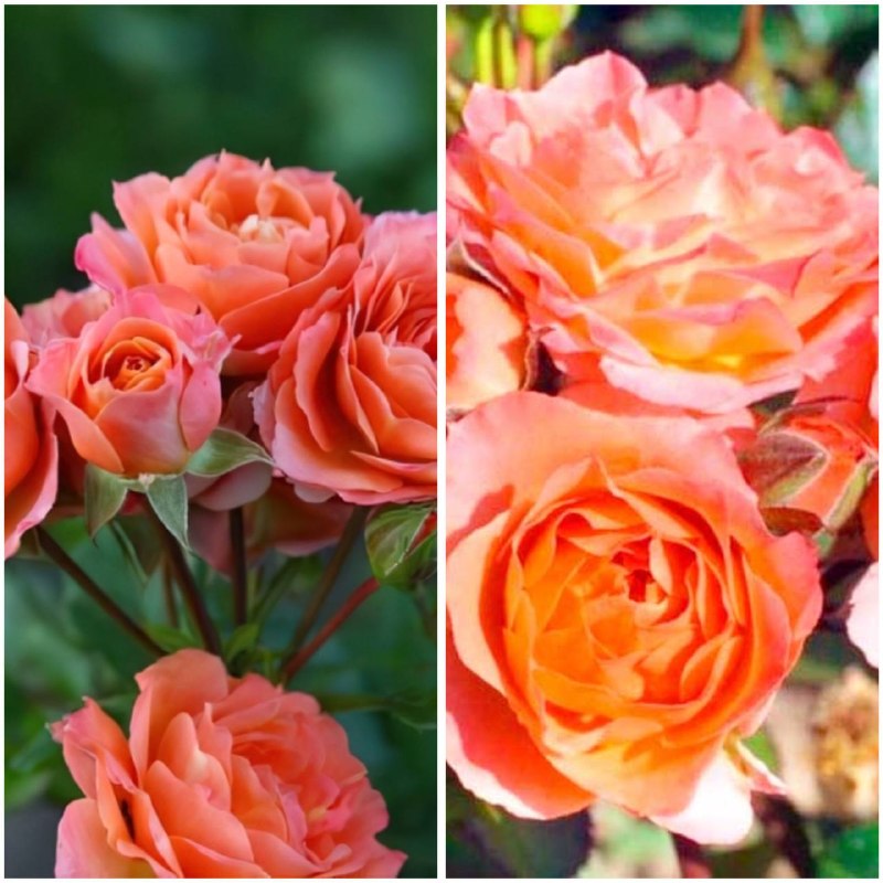 Компактная роза для домашнего ухода