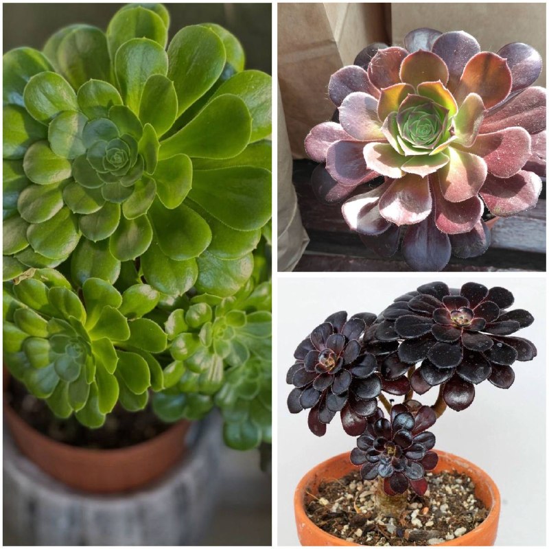 Суккулент эониум крупным планом